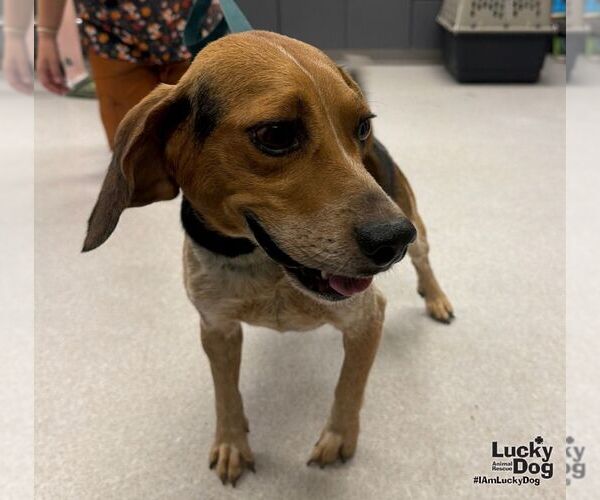 Medium Photo #2 Beagle-Unknown Mix Puppy For Sale in Washington, DC, USA