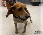 Small #1 Beagle Mix