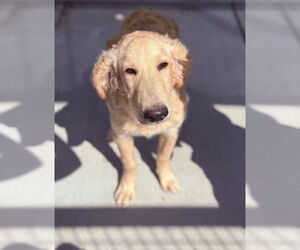 Goldendoodle Dogs for adoption in Oak Bluffs, MA, USA