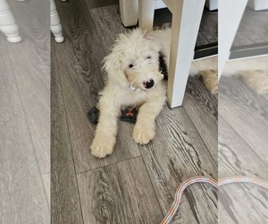 Poodle (Miniature)-Sheepadoodle Mix Puppy for sale in KISSIMMEE, FL, USA