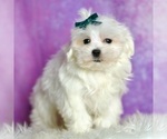 Puppy Poof Maltese