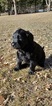 Small Photo #8 Labradoodle Puppy For Sale in CO SPGS, CO, USA