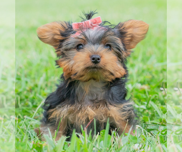 Medium Photo #3 Yorkshire Terrier Puppy For Sale in WARSAW, IN, USA