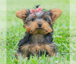 Small Photo #84 Yorkshire Terrier Puppy For Sale in WARSAW, IN, USA