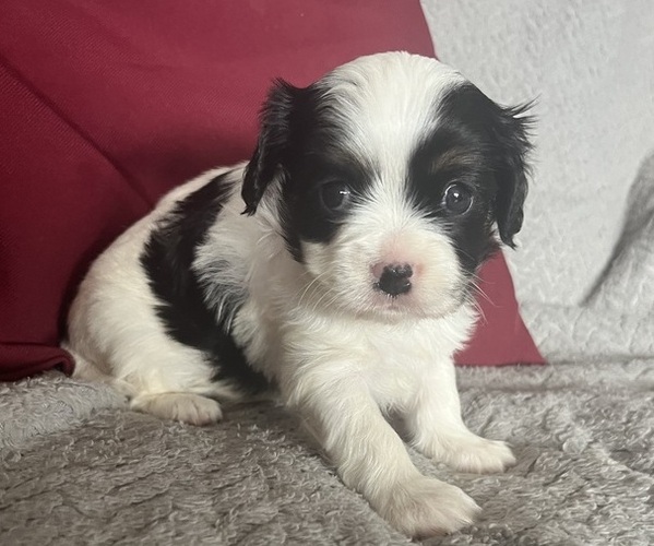 Medium Photo #3 Chilier Puppy For Sale in KALONA, IA, USA