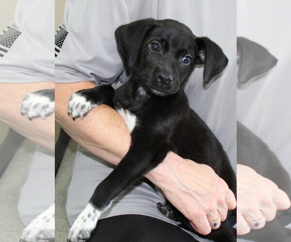 Medium Photo #2 Labrador Retriever-Unknown Mix Puppy For Sale in Prattville, AL, USA