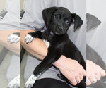 Small #1 Labrador Retriever Mix