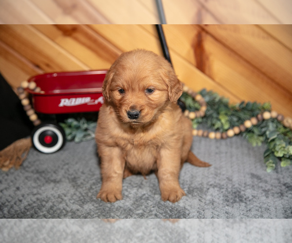 Medium Photo #2 Golden Retriever Puppy For Sale in BALTIC, OH, USA