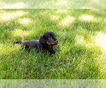Small #10 Dachshund