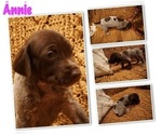 Small Photo #8 German Shorthaired Pointer Puppy For Sale in PLAINVIEW, TX, USA