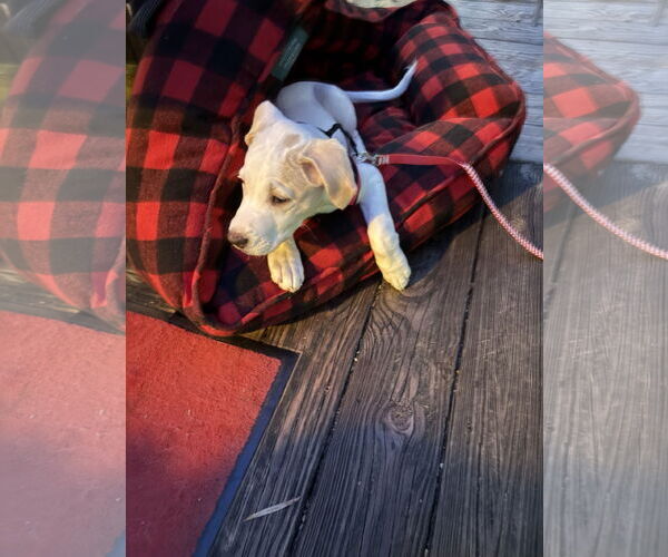 Medium Photo #2 Labrador Retriever-Unknown Mix Puppy For Sale in Sanford, FL, USA