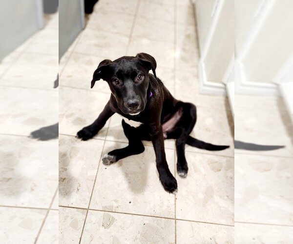 Medium Photo #9 Labrador Retriever-Unknown Mix Puppy For Sale in Flower Mound, TX, USA