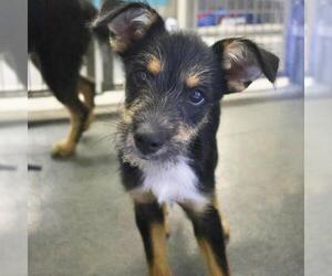 Mutt Dogs for adoption in San Antonio, TX, USA
