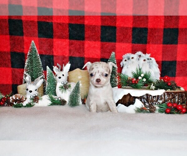 Medium Photo #2 Chihuahua Puppy For Sale in CHARLESTON, AR, USA