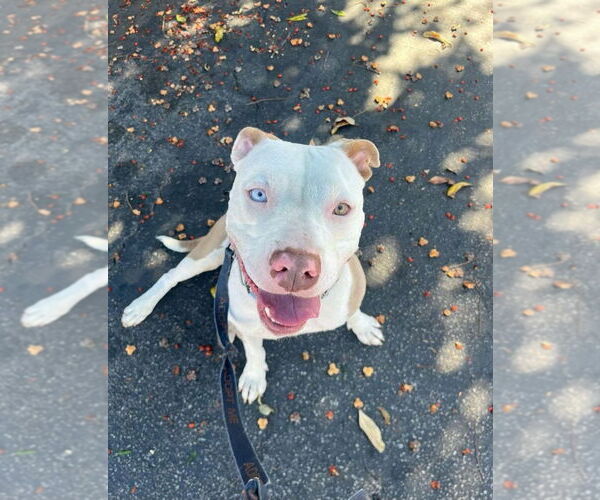 Medium Photo #16 American Staffordshire Terrier-Unknown Mix Puppy For Sale in Lake Forest, CA, USA