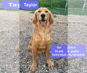 Golden Retriever Dogs for adoption in West Hollywood, CA, USA