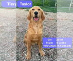 Taylor - Female Golden Retriever Dog for Adoption - Small photo