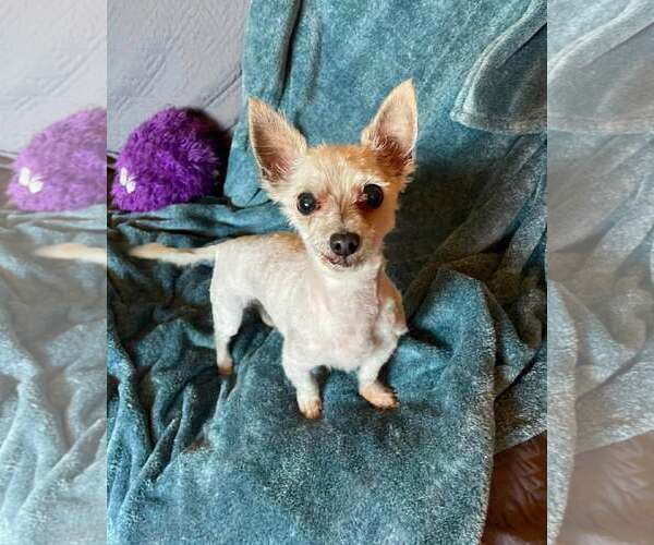 Medium Photo #5 Mutt Puppy For Sale in Rochester, NY, USA