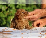 Small #21 Poodle (Toy)