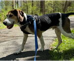 Small #5 Treeing Walker Coonhound Mix