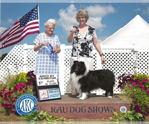 Father of the Shetland Sheepdog puppies born on 10/21/2025