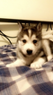Small Photo #10 Siberian Husky Puppy For Sale in CLEVELAND, OH, USA