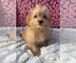 Small Photo #3 Shiranian Puppy For Sale in EDWARDSBURG, MI, USA