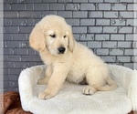 Small #8 English Cream Golden Retriever