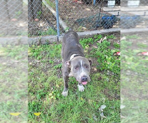 Medium Photo #1 American Staffordshire Terrier-Unknown Mix Puppy For Sale in San Antonio, TX, USA