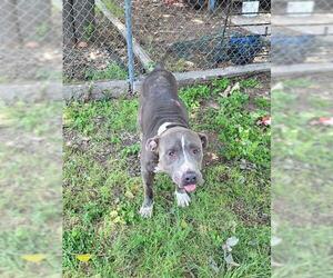 American Staffordshire Terrier-Unknown Mix Dogs for adoption in San Antonio, TX, USA