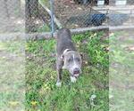 Small American Staffordshire Terrier Mix