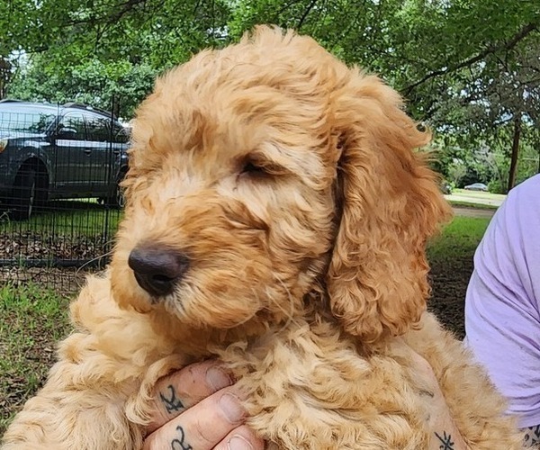 Medium Photo #8 Goldendoodle Puppy For Sale in WACO, TX, USA