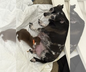 Mother of the Chihuahua puppies born on 05/17/2025