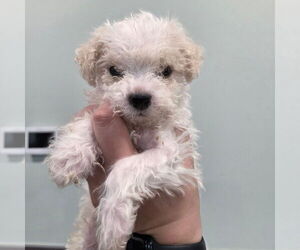 Poodle (Standard) Dogs for adoption in Chico, CA, USA