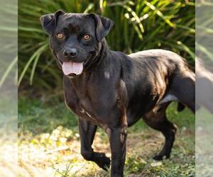 Mutt Dogs for adoption in Camarillo, CA, USA