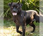 PANTHER - Male Mutt Dog for Adoption - Small photo