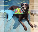 Small #7 Labrador Retriever Mix