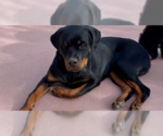 Small Rottweiler