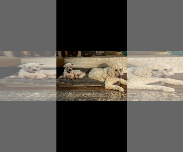 Medium Photo #2 Poodle (Miniature)-Unknown Mix Puppy For Sale in Thomasville, NC, USA