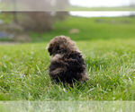 Small Photo #11 ShihPoo Puppy For Sale in WARSAW, IN, USA