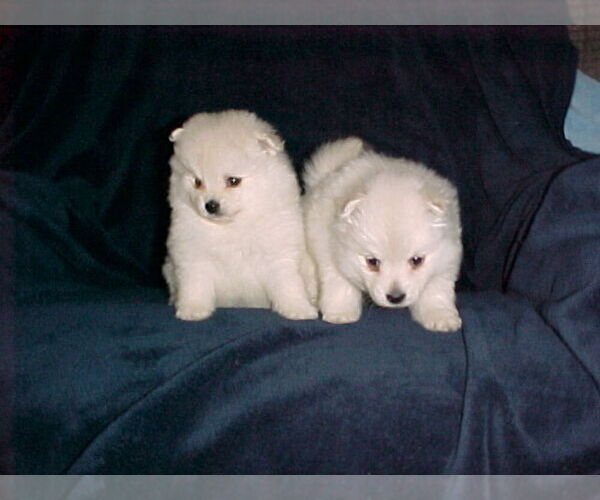 Medium Photo #5 Pomeranian Puppy For Sale in APPLE VALLEY, CA, USA