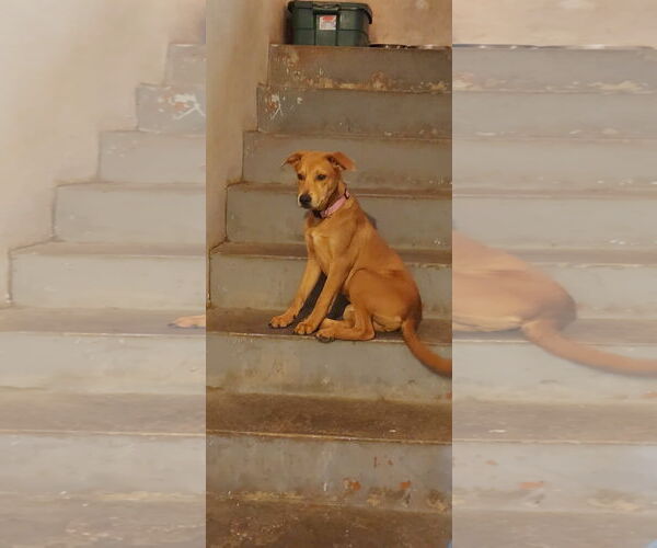 Medium Photo #3 Labrador Retriever-Unknown Mix Puppy For Sale in Virginia Beach, VA, USA