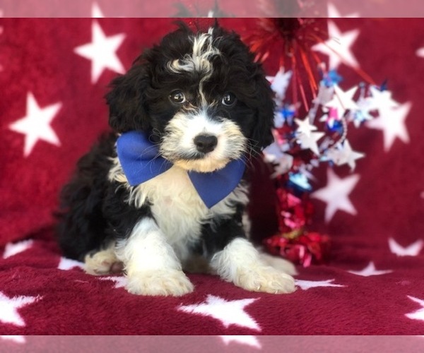 Medium Photo #1 Cockalier-Poodle (Miniature) Mix Puppy For Sale in EAST EARL, PA, USA