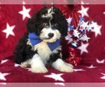 Small Photo #1 Cockalier-Poodle (Miniature) Mix Puppy For Sale in EAST EARL, PA, USA