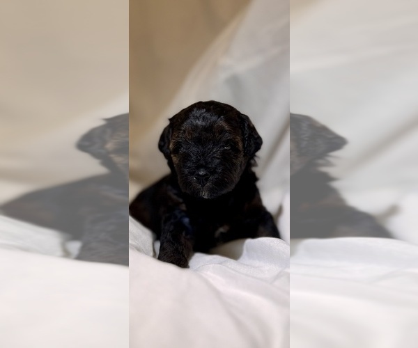 Medium Photo #117 Miniature Bernedoodle Puppy For Sale in AUBURNDALE, FL, USA