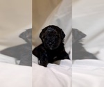 Small Photo #117 Miniature Bernedoodle Puppy For Sale in AUBURNDALE, FL, USA