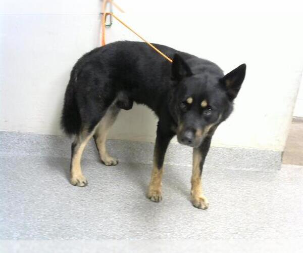 Medium Photo #1 German Shepherd Dog-Unknown Mix Puppy For Sale in Pasadena, TX, USA