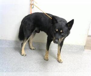 German Shepherd Dog-Unknown Mix Dogs for adoption in Pasadena, TX, USA