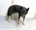 Small German Shepherd Dog Mix