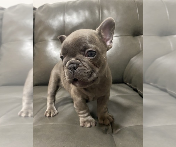 Medium Photo #1 French Bulldog Puppy For Sale in BROOKLYN, NY, USA